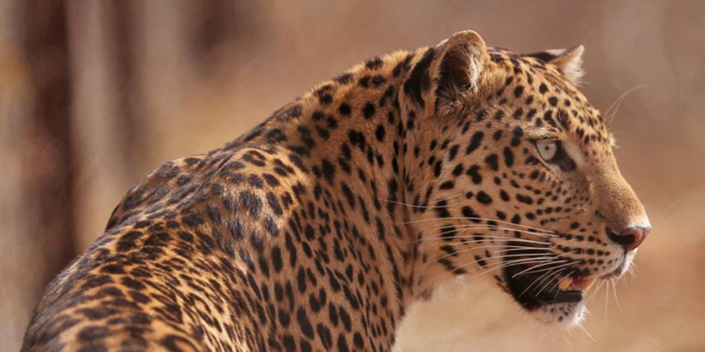 Ranthambore Leopard