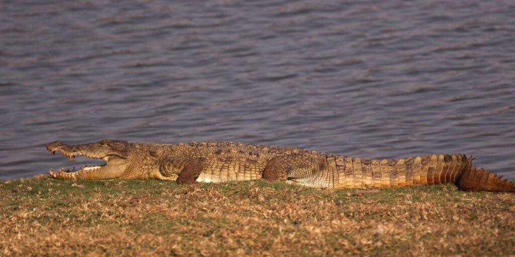 Crocodile Ranthambore