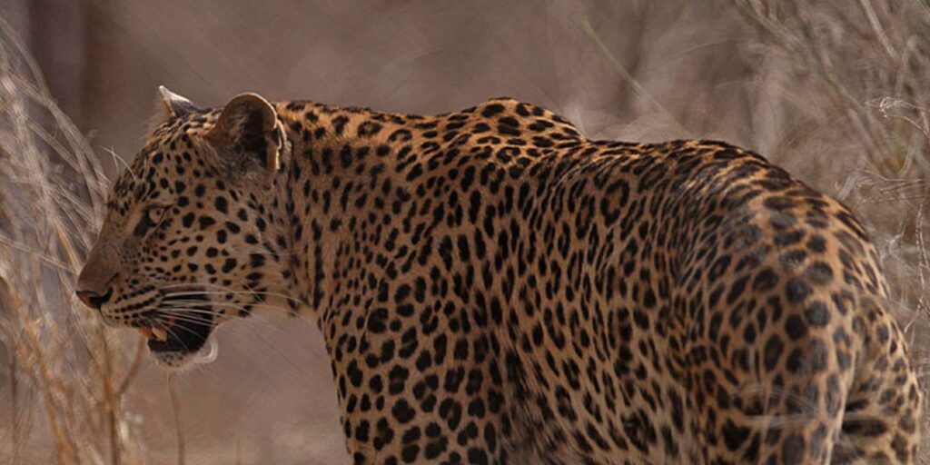 Leopard Ranthambore