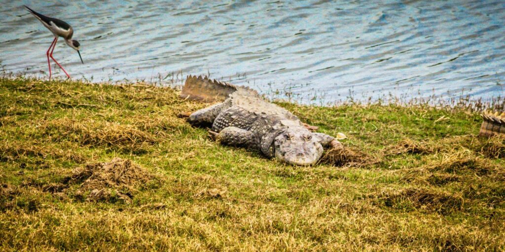 Ranthambore National Park Crocodile