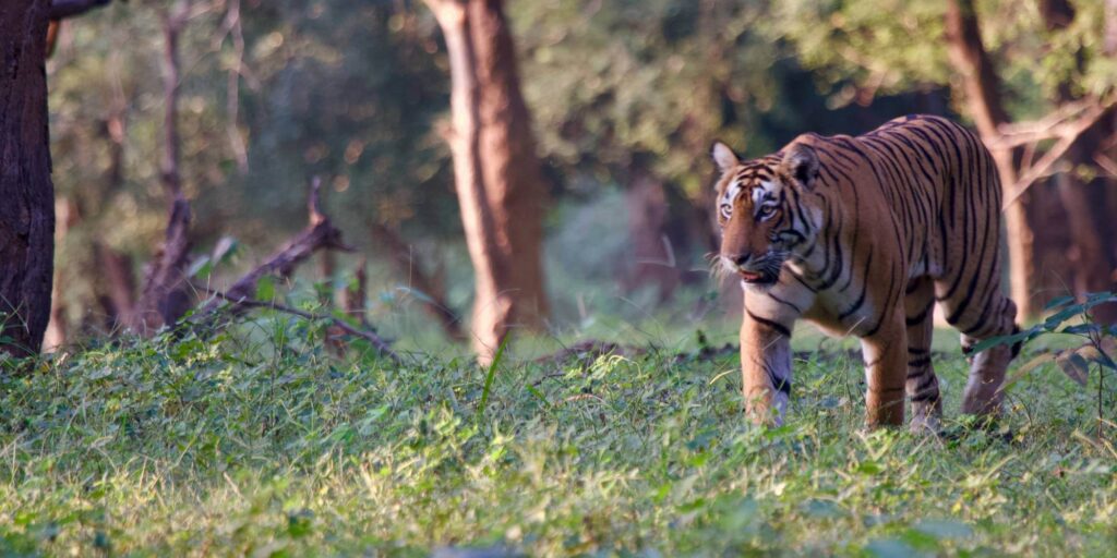 Ranthambore Tiger