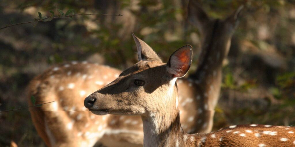 Spotted Deer Ranthambore
