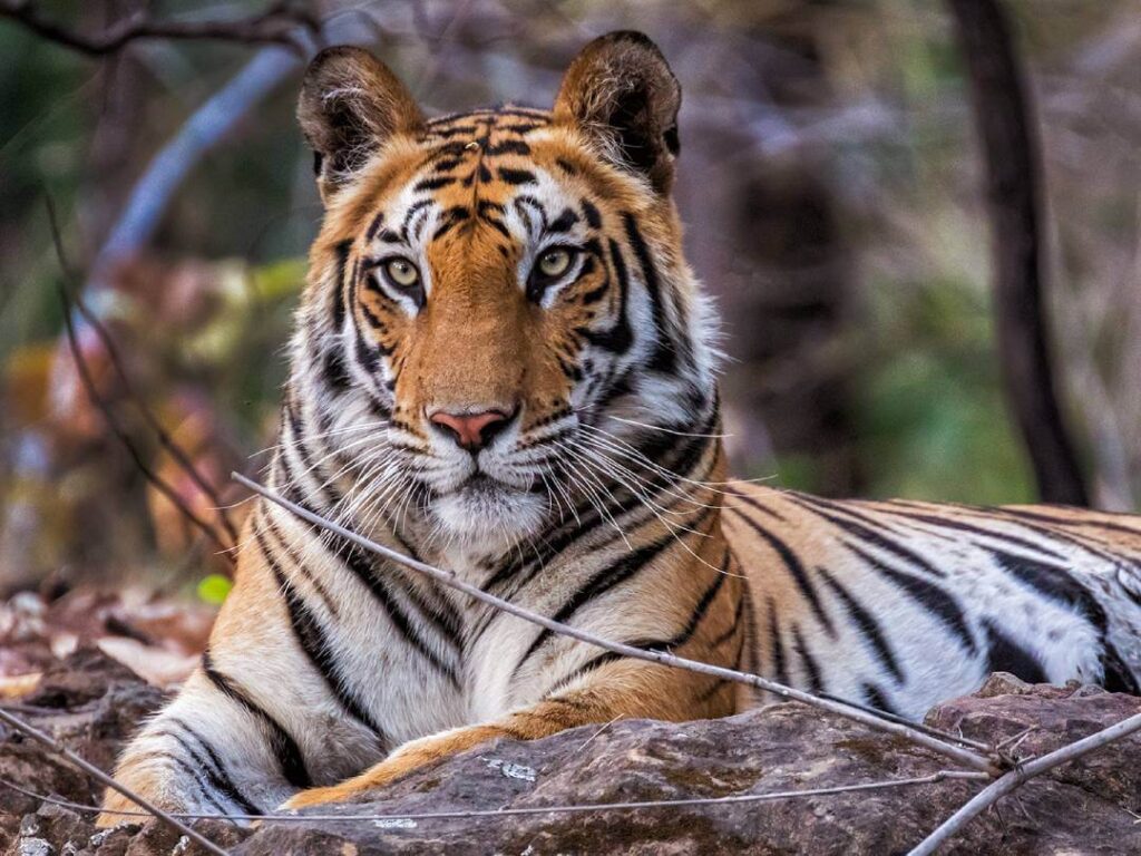 Bandhavgarh National Park Tiger