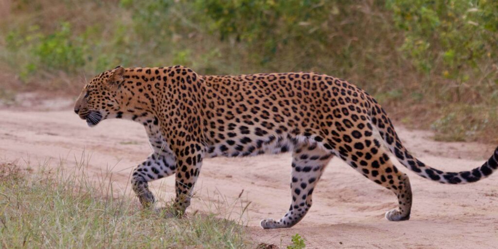 Jhalana Leopard Safari Jaipur