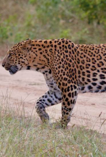 Jhalana Leopard Safari Jaipur Thumb