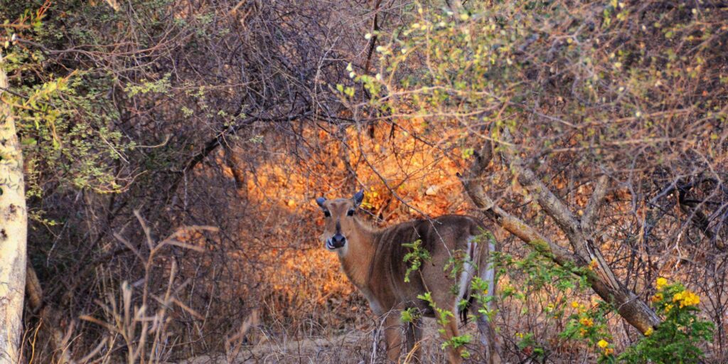 Kumbhalgarh Wildlife Sanctuary Banner