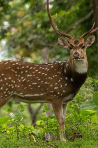Nagarhole National Park Wildlife