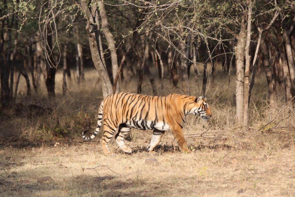 Ranthambore National Park Tigers