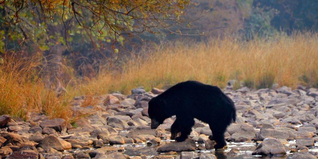 Sloth Bear Ranthambore