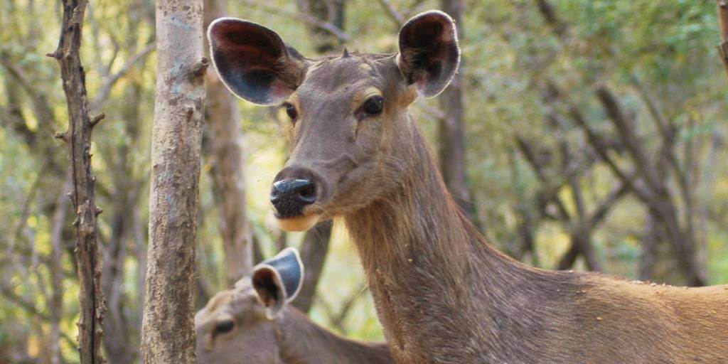 Ranthambore Sambar Deer