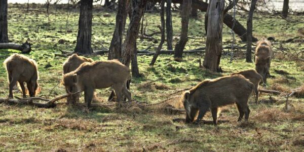 Wild Boar Animal | Facts, Information, & Habitat