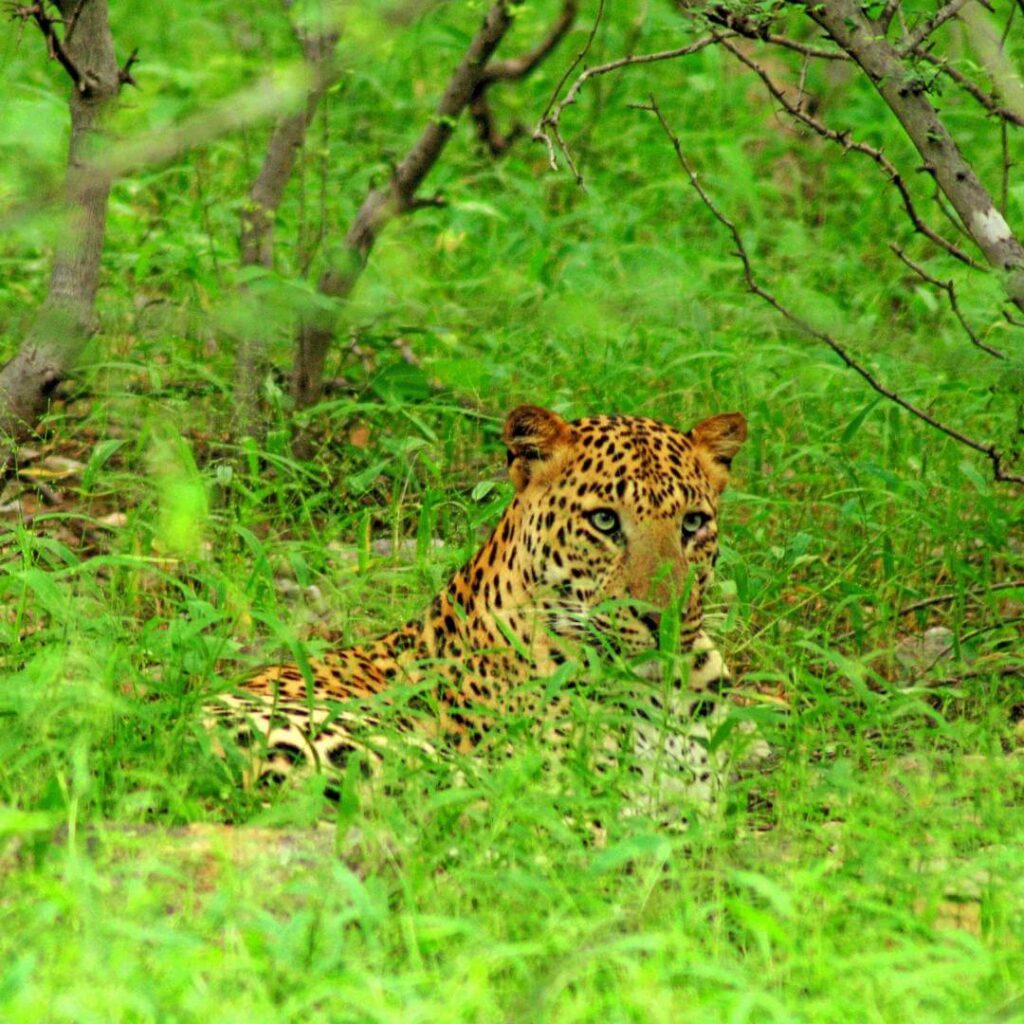 Jhalana Leopard Safari Rajasthan Thumb