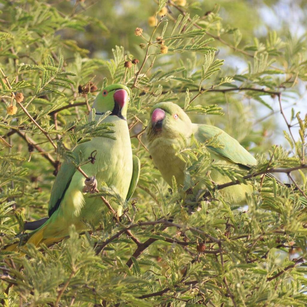Bharatpur Bird Sanctuary Thumb