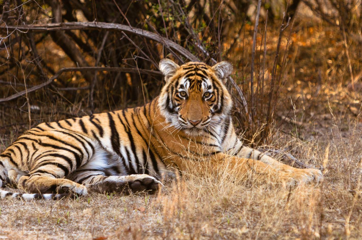 Ranthambore National Park Rajasthan India Ranthambore National Park Rajasthan India