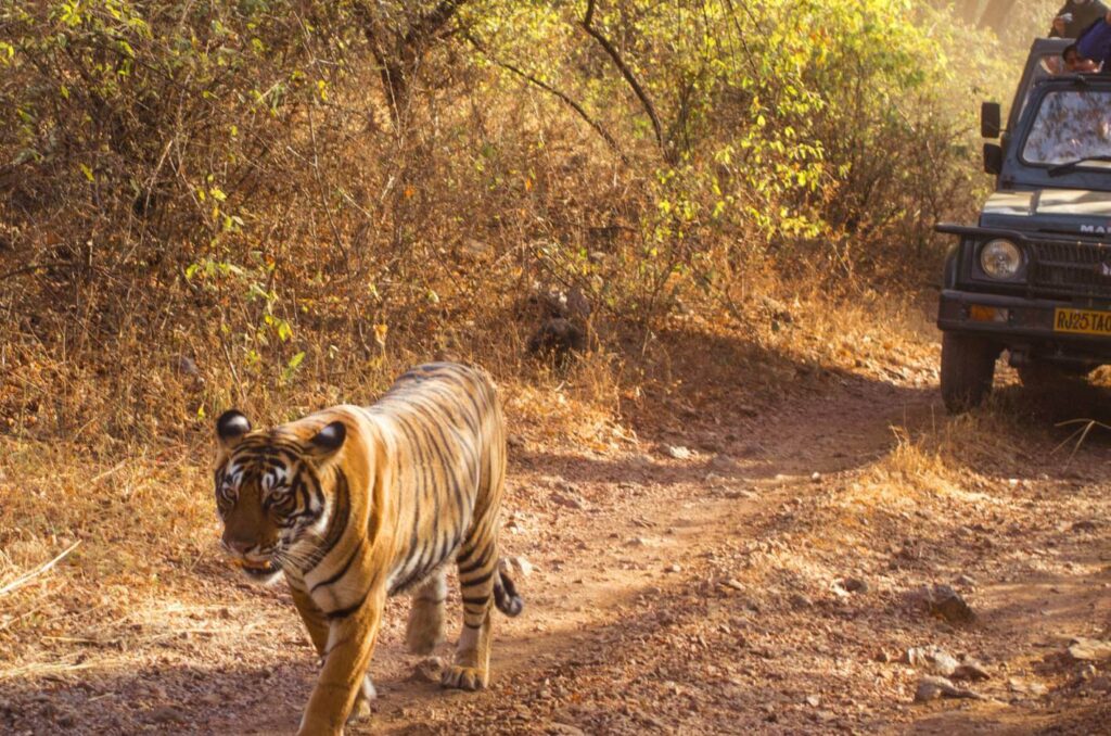 Ranthambore National Park Banner