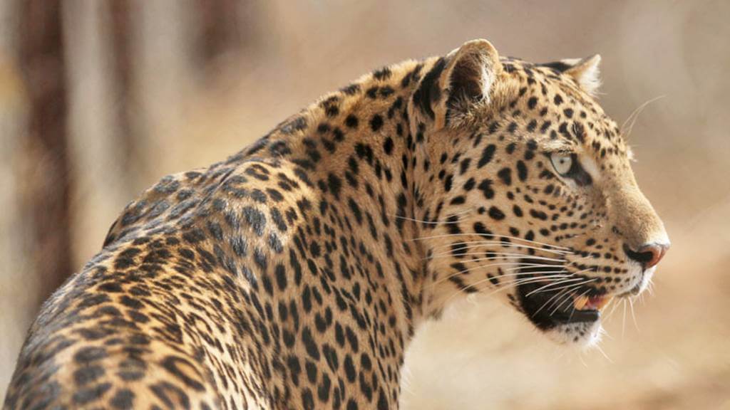 Leopard Wildlife Ranthambore