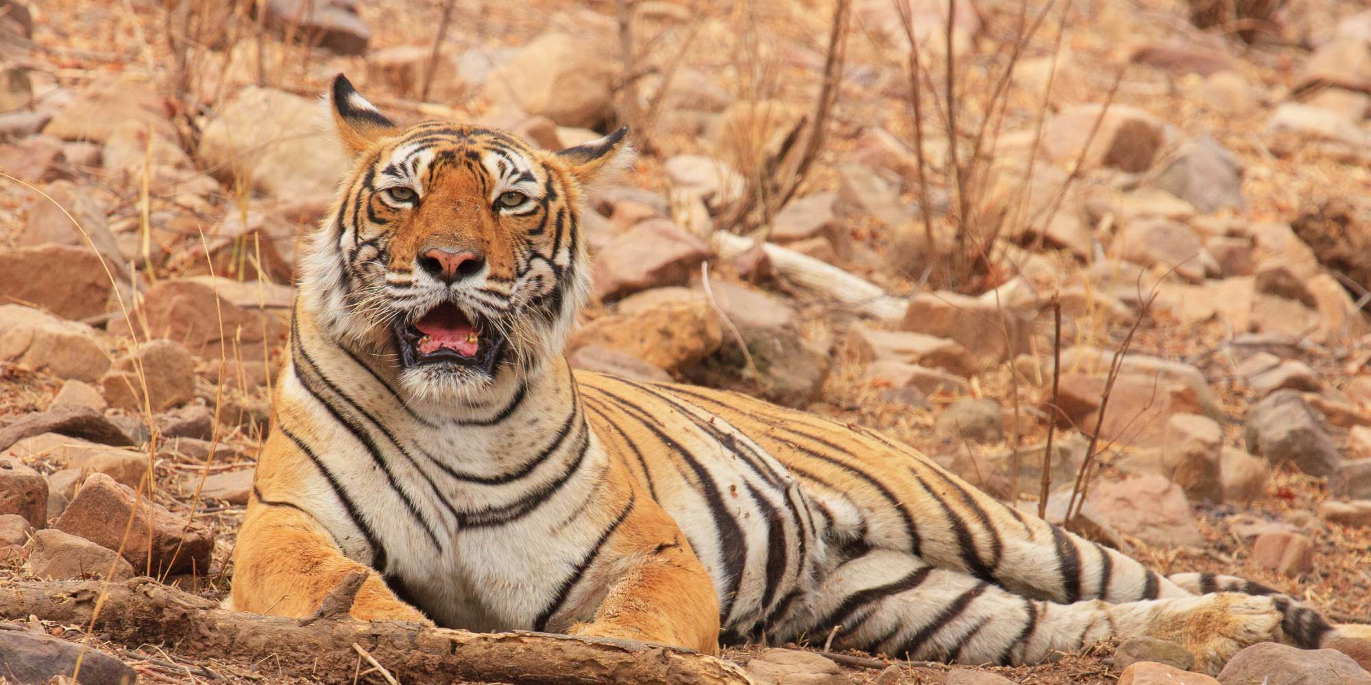 Popular Legendary Tigers of Ranthambore- Tigress Machhli