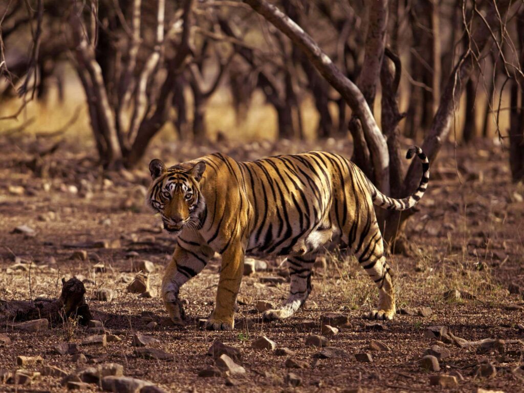 Ranthambore Tiger