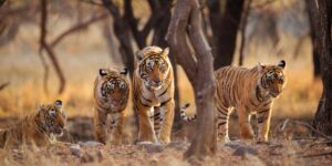 Wildlife Tiger Tourism India