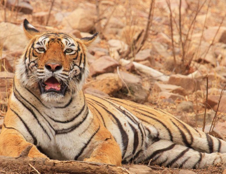 Popular Legendary Tigers of Ranthambore- Tigress Machhli