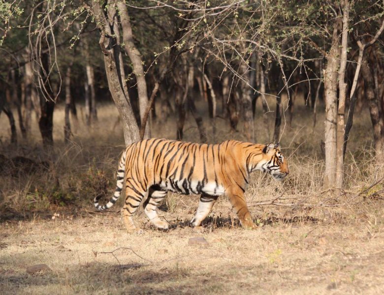 Ranthambore National Park