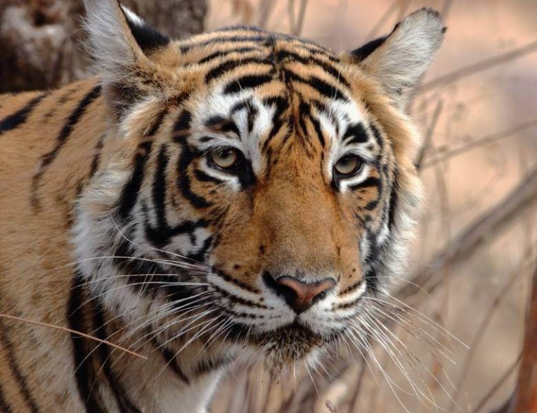 Ranthambore Tiger