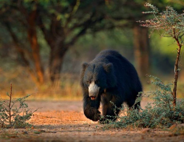 Sloth Bear - Wildlife Ranthambore