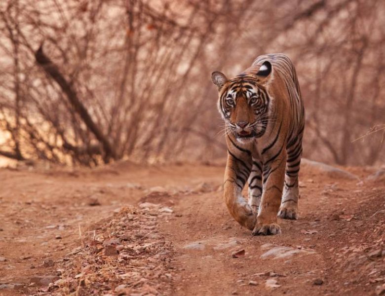 Tiger - Wildlife Ranthambore